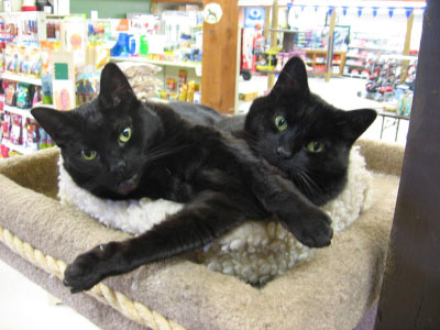 onyx & jett - Sidney Location pets