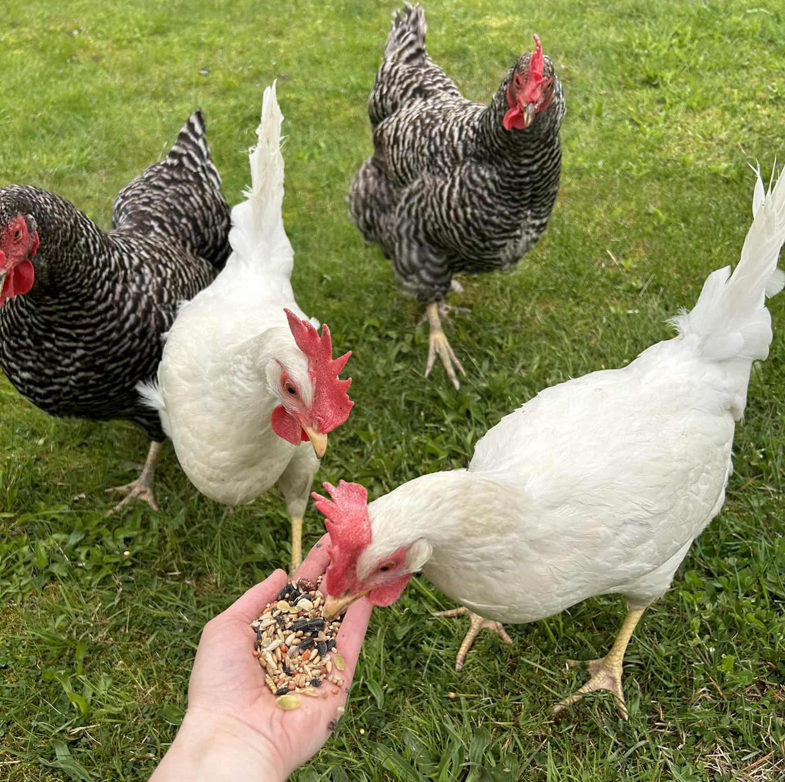 chickens.jpg
