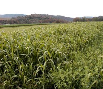 preferred peas forage oats