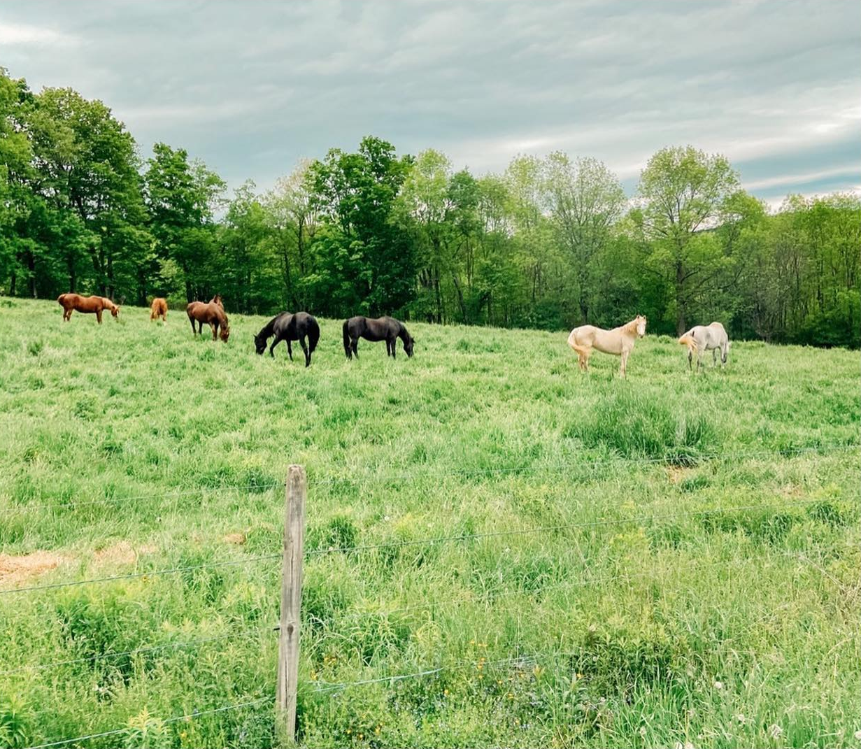 Horses.jpg