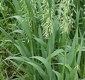 haywire forage oats