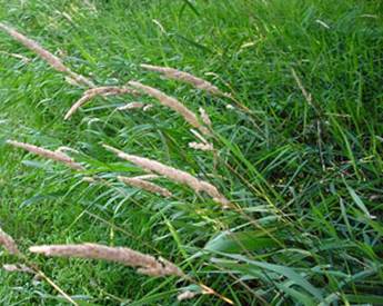 chiefton reed canarygrass