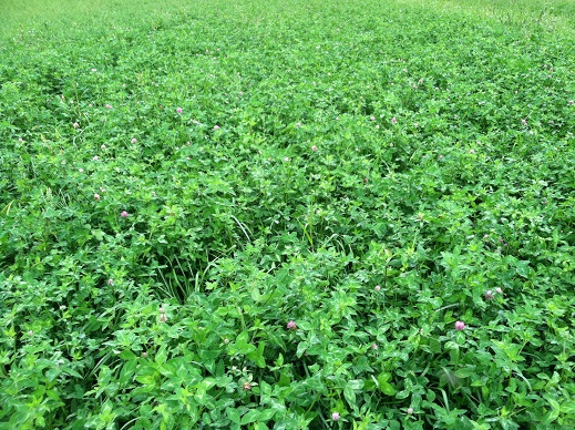 Gallant Red Clover