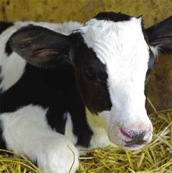 Holstein calf